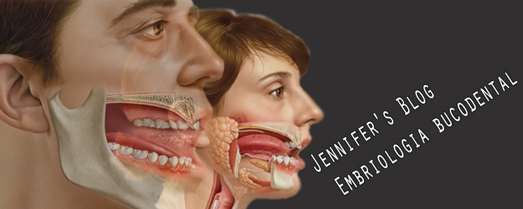 Jennifer's Blog: Embriologia bucodental