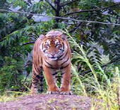 Sumatran tiger in Batang Toru Forest Block
