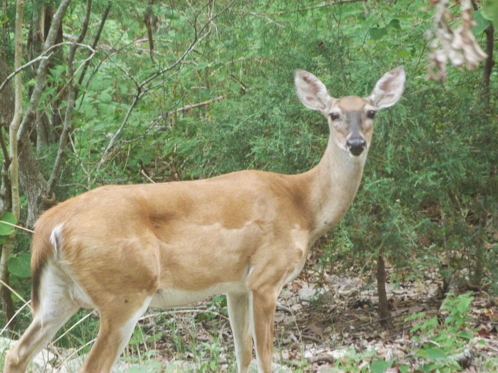 CH Musings Ozarks adventures with Sarah the rogue deer