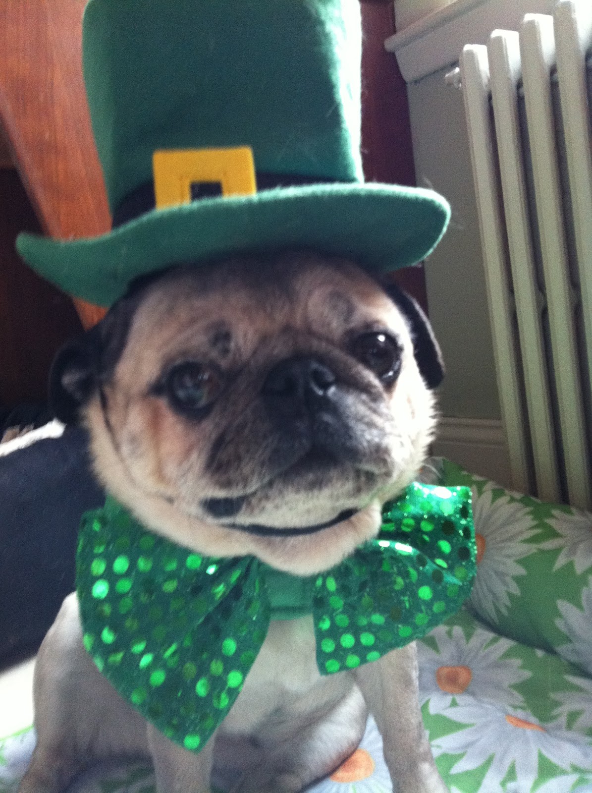 st paddys day pug pictures