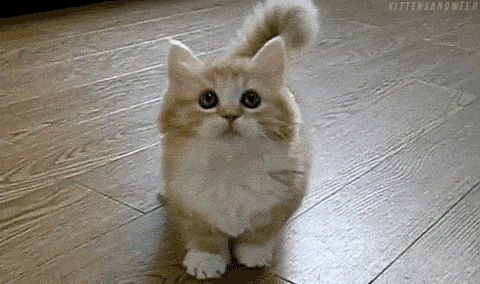 Cute+kitten+gif+funny+animals+picture.gif