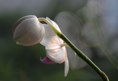 Phalaenopsis flower
