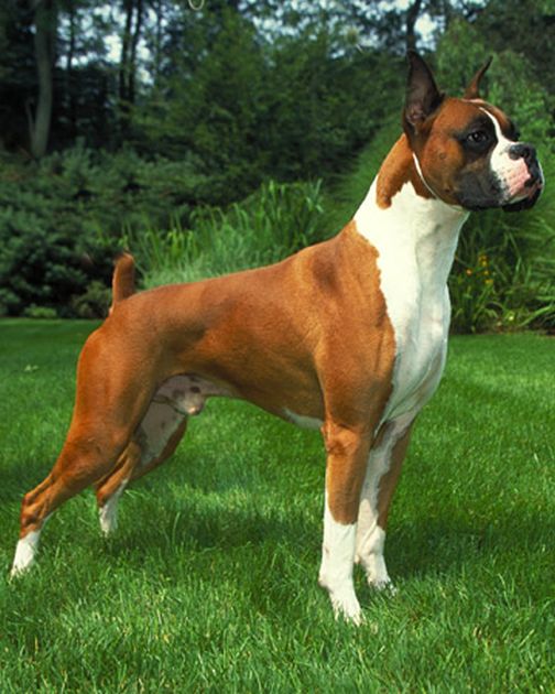 mini boxer dog fully grown mini boxer dog fully grown