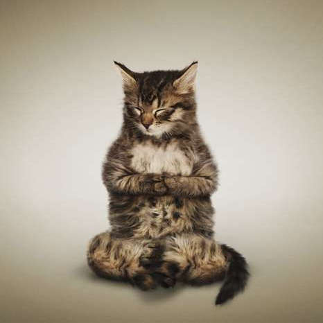 Funny Yoga Positions