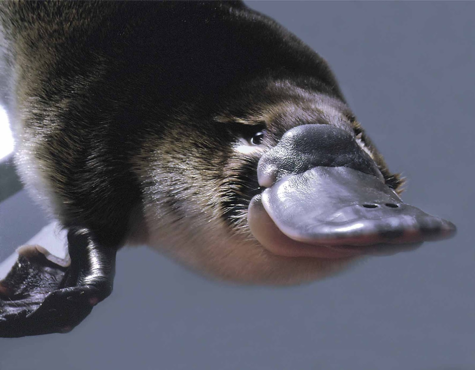 platypus mammal