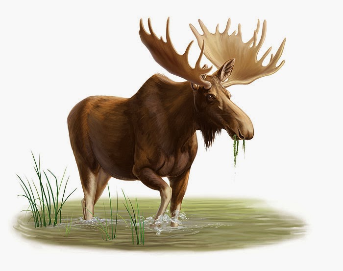 Wataha Mglistej Doliny: Zwierzyna