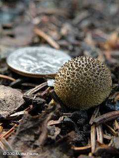 Another wee puff. Like Lady Moon. Yes. Another wee puff. Like Lady Moon. Yes.