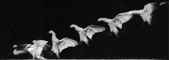 Marey And Muybridge