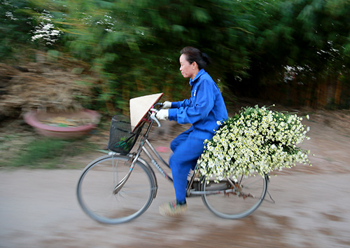 [Image: ha-noi-dep-tinh-khoi-mua-cuc-hoa-mi-5.jpg]