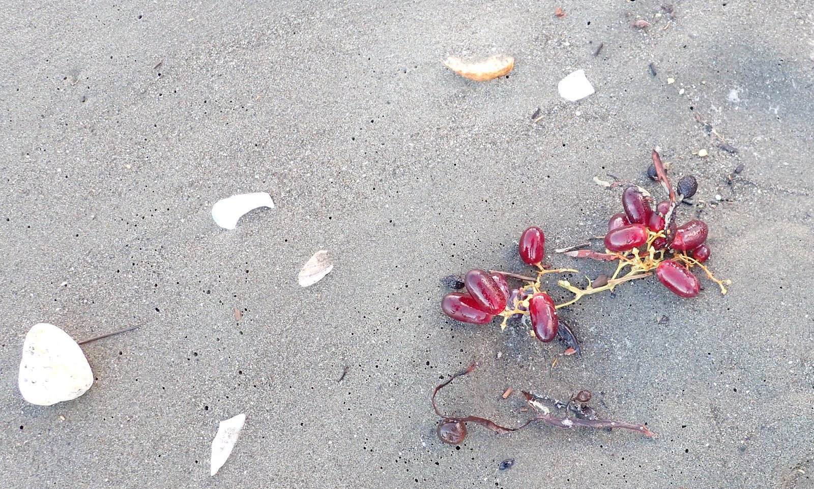 Found object: grapes on the beach