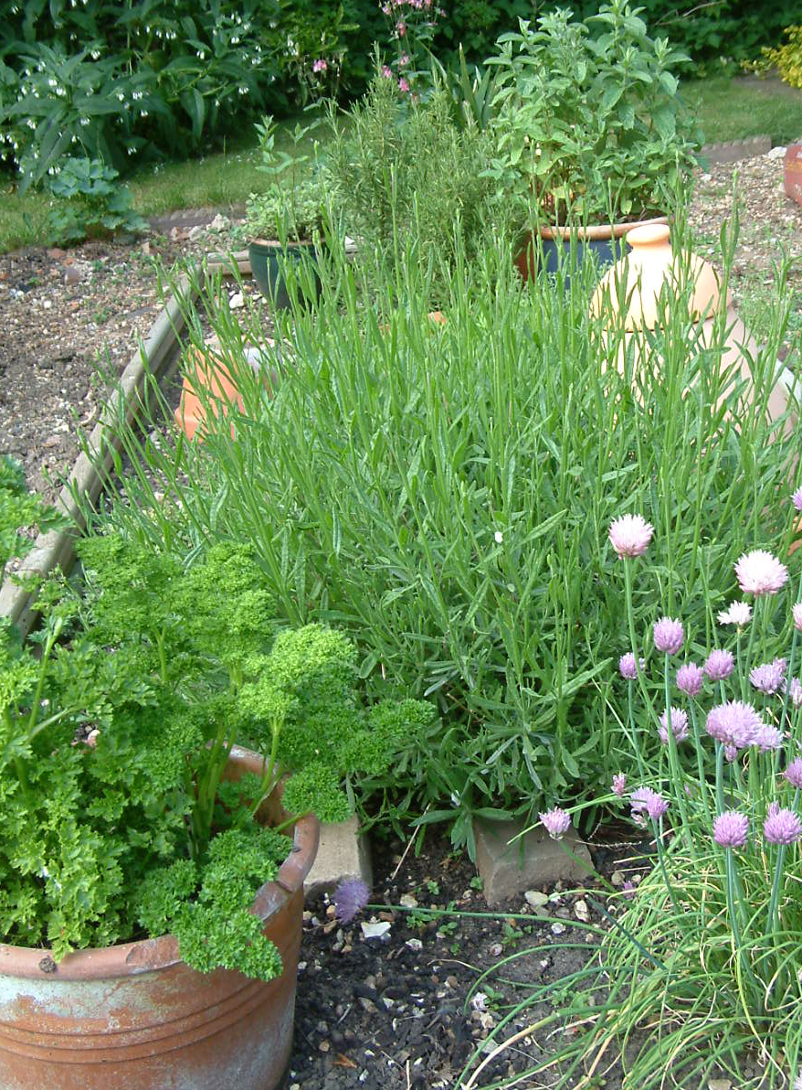 KT Miniatures Journal: Old Fashioned Gardens....Big & Not So Big!