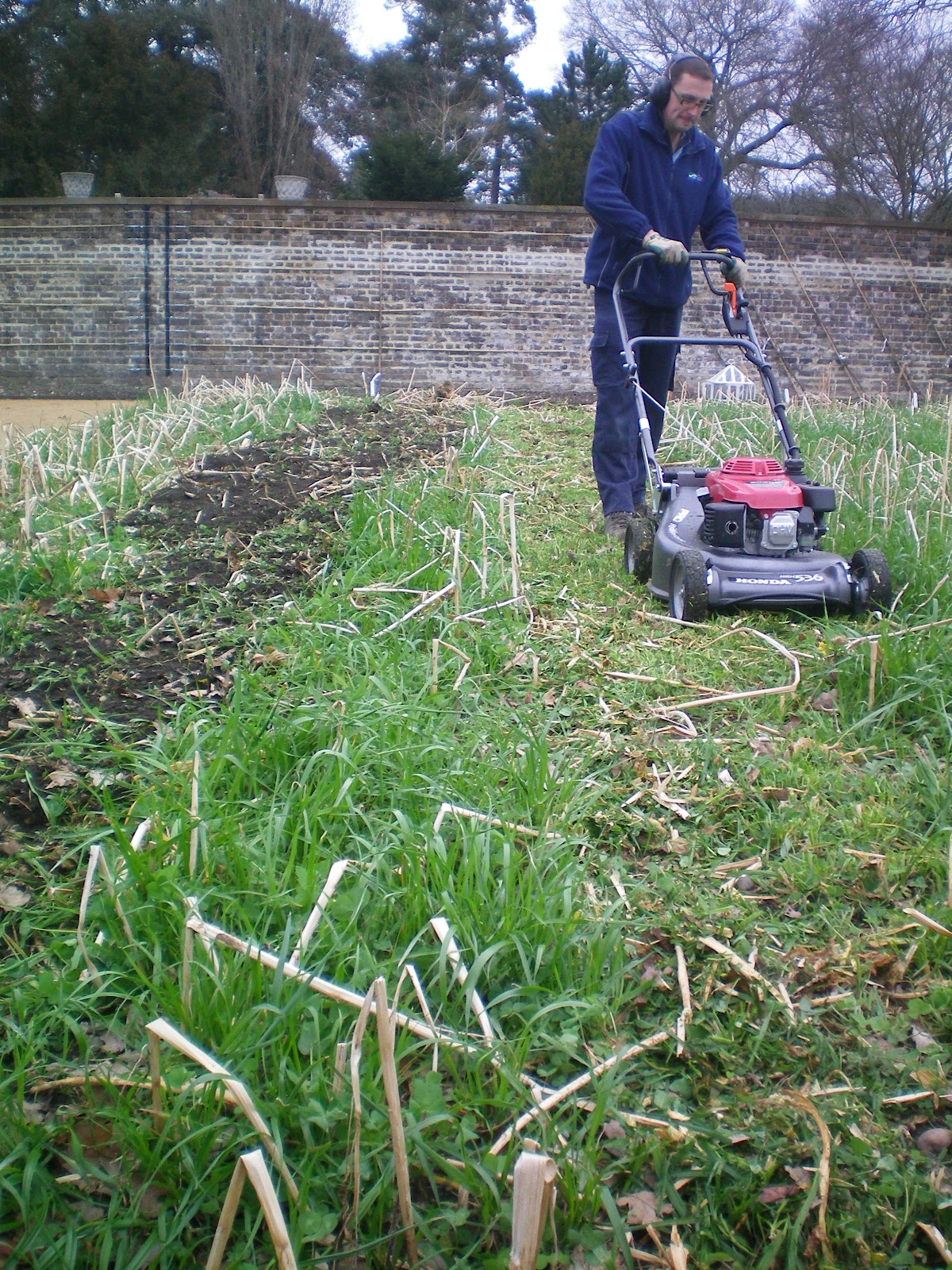 Green Manure