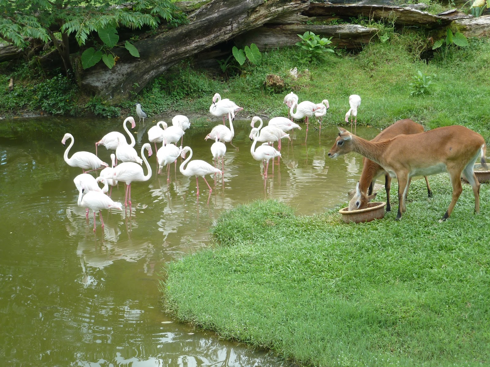 Kembara Minda 7: Mini Zoo di rumah