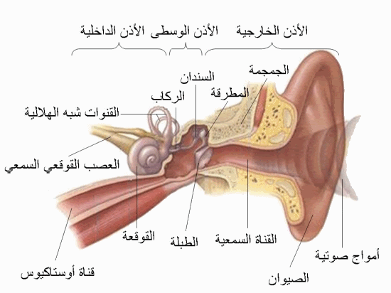 التهاب الاذن %D8%A7%D9%84%D8%AA%D9%87%D8%A7%D8%A8+%D8%A7%D9%84%D8%A7%D8%B0%D9%86+%D8%A7%D9%84%D9%88%D8%B3%D8%B7%D9%89