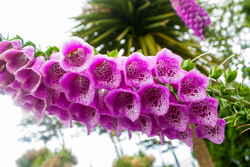 Purple bell shaped flowers Close up image of purple bell shaped flowers in Falmouth, conrwall, England