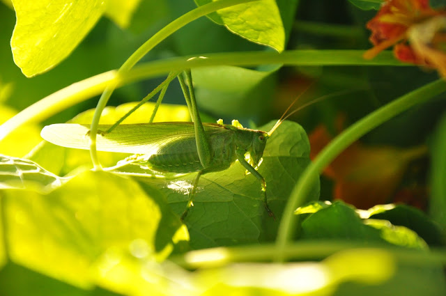 Tettigonia viridissima