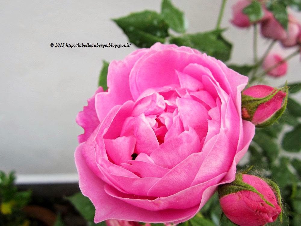 Rosa la belle - Home Facebook