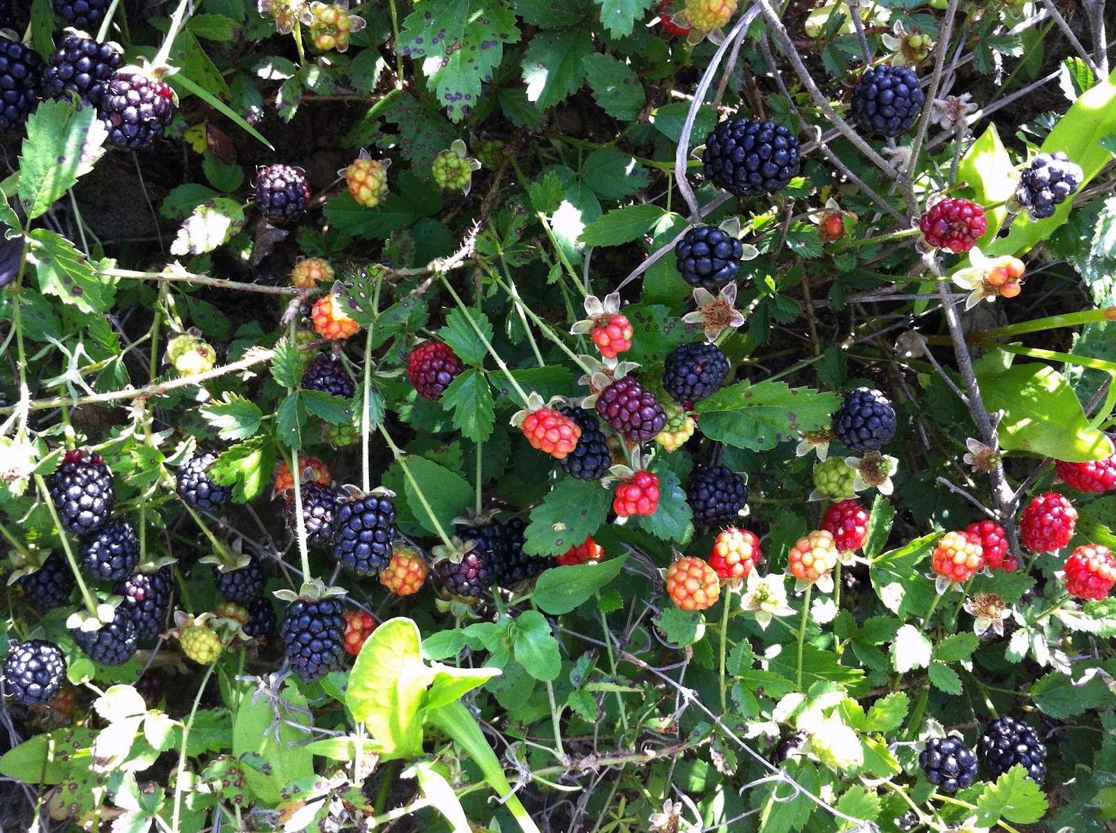 charm &amp; confetti texas blackberries &amp; sorbet