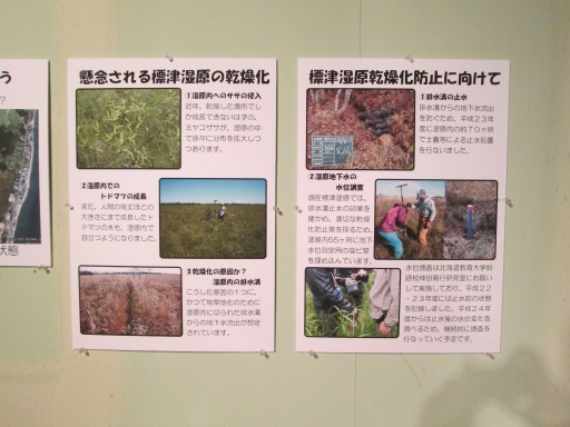 道東の旅 13 春 171 大草原のみゆきちゃん Bojan International
