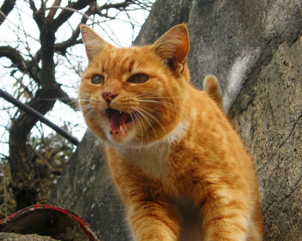 LOS SONIDOS QUE HACEN LOS ANIMALES los sonidos que hacen los animales: