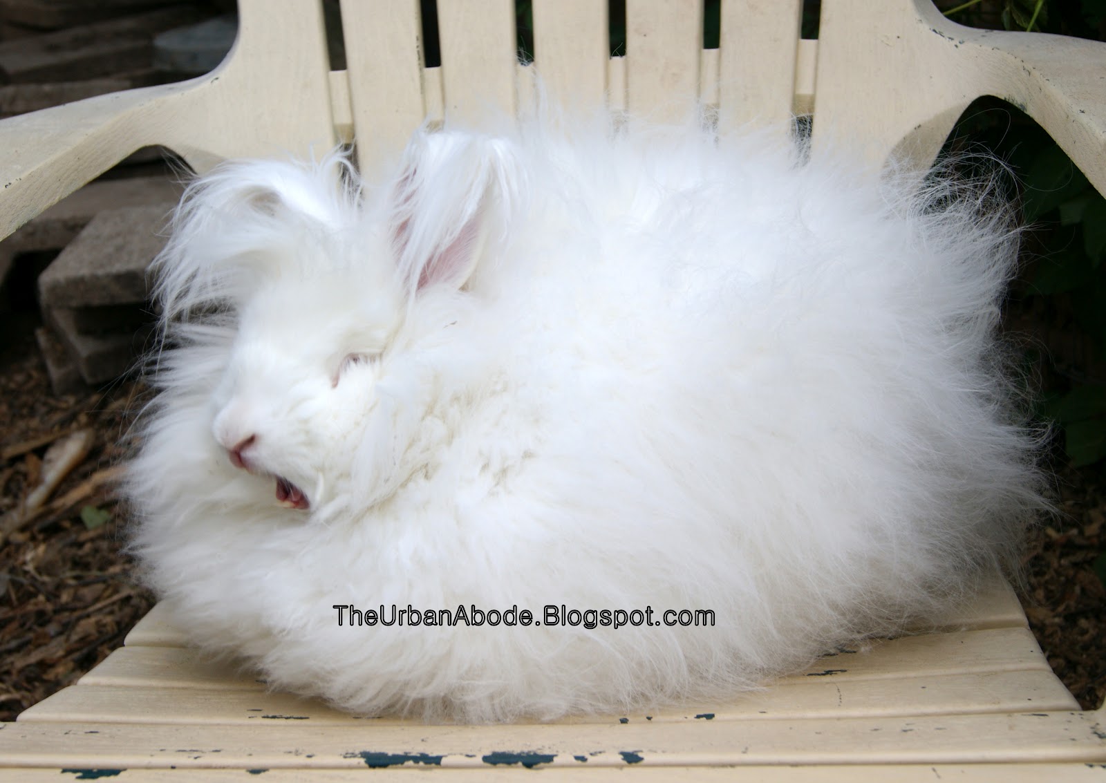 Urban Abode All about ANGORA RABBITS Harvesting fiber