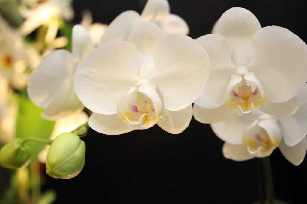 The orchid a symbol of refinement & innocence Flower Home