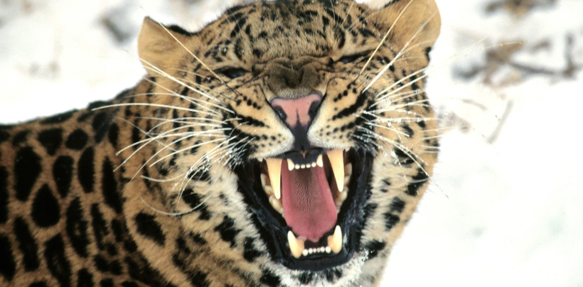 Amur Leopard Food Web A Critical Look At Conservation Efforts - d602x8q