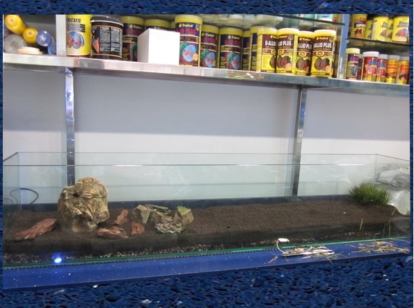 Discus Vigo: Nuevo acuario plantado.