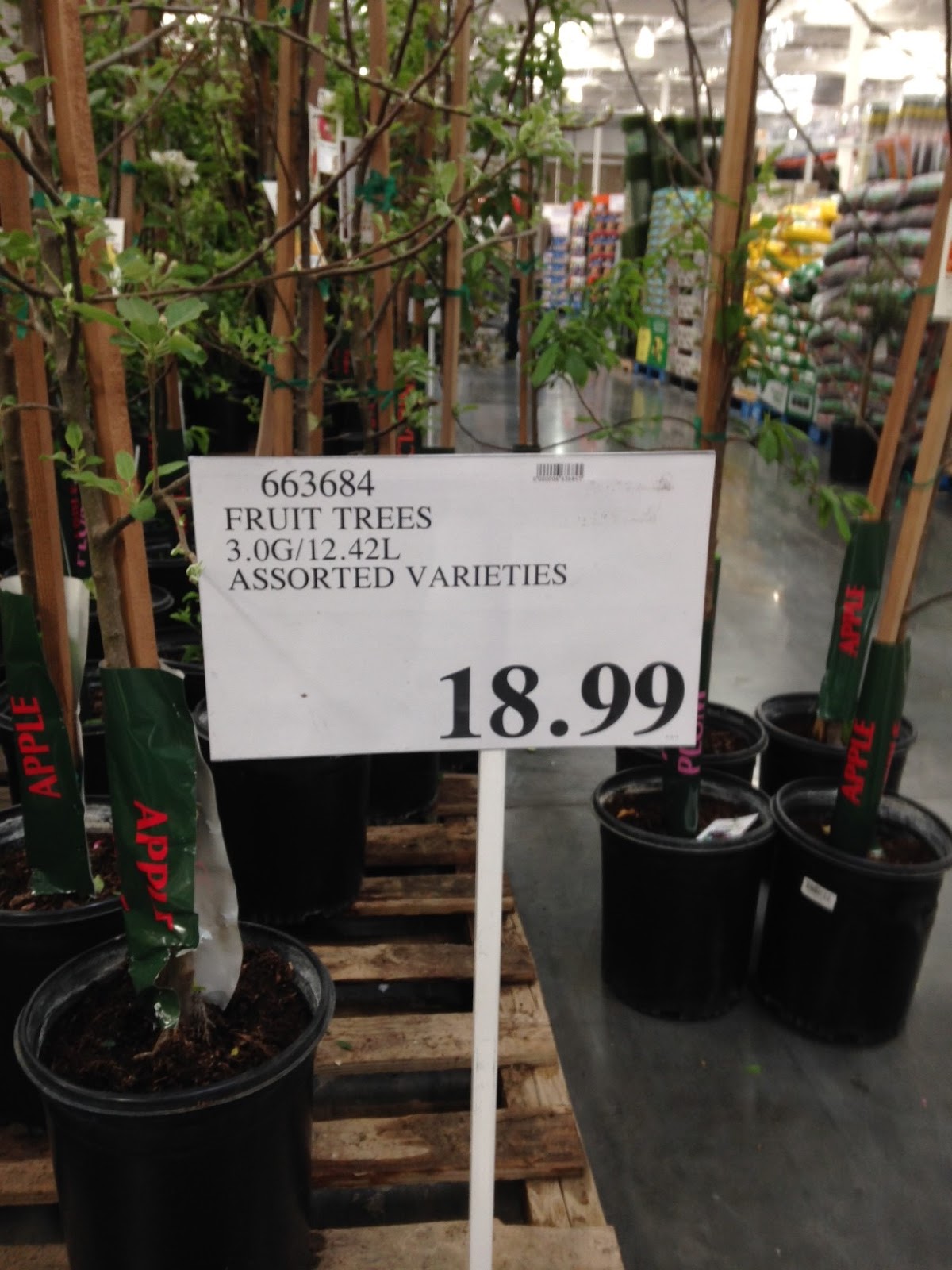 Assorted Fruit Trees (3 gallon Assorted Varieties plum and apple