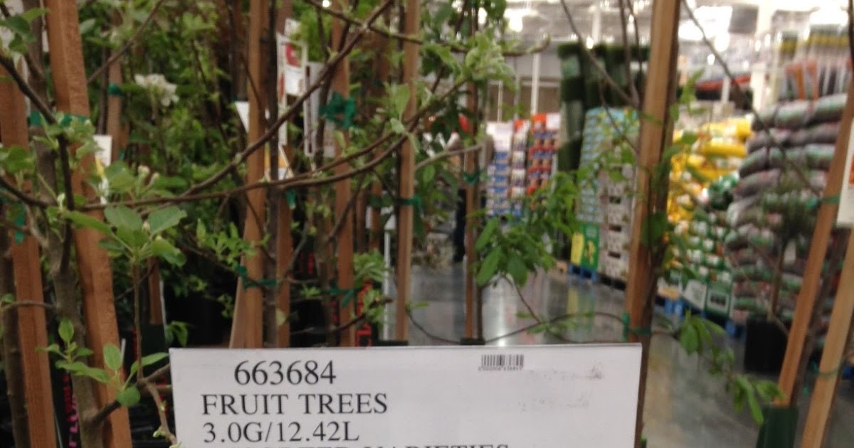 Assorted Fruit Trees (3 gallon Assorted Varieties plum and apple