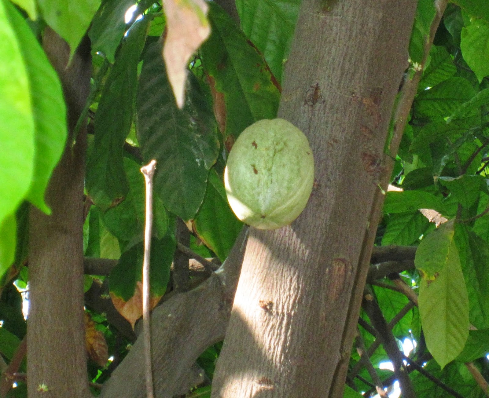 Cocoa tree Cocoa tree