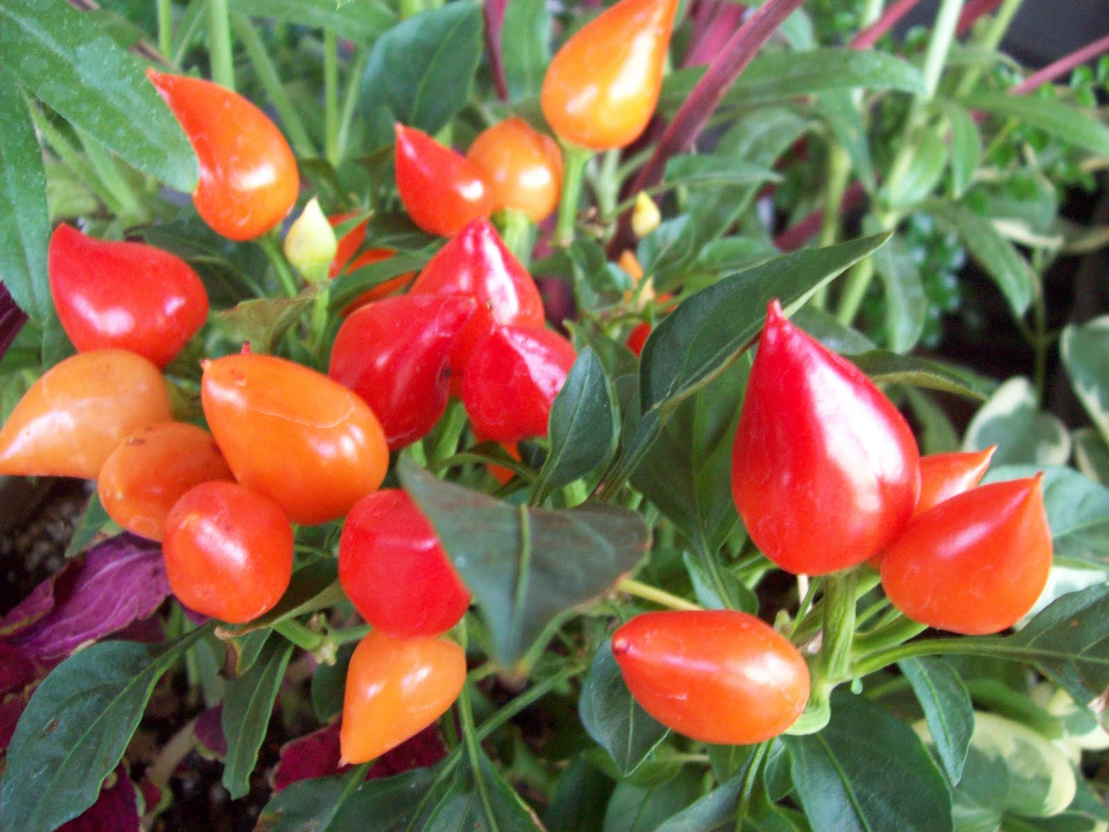 ALL ABOUT JAPAN Dariku khusus untukmu sahabatku.... The Colorful of