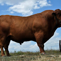gambar sapi limosin gambar sapi limosin