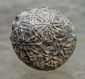 Dolatocrinus-triangulatus-crinoid-calyx-fossil-Thunder-Bay-Limestone-Alpena-Michigan-USA-Devonian-Period-bottom.jpg