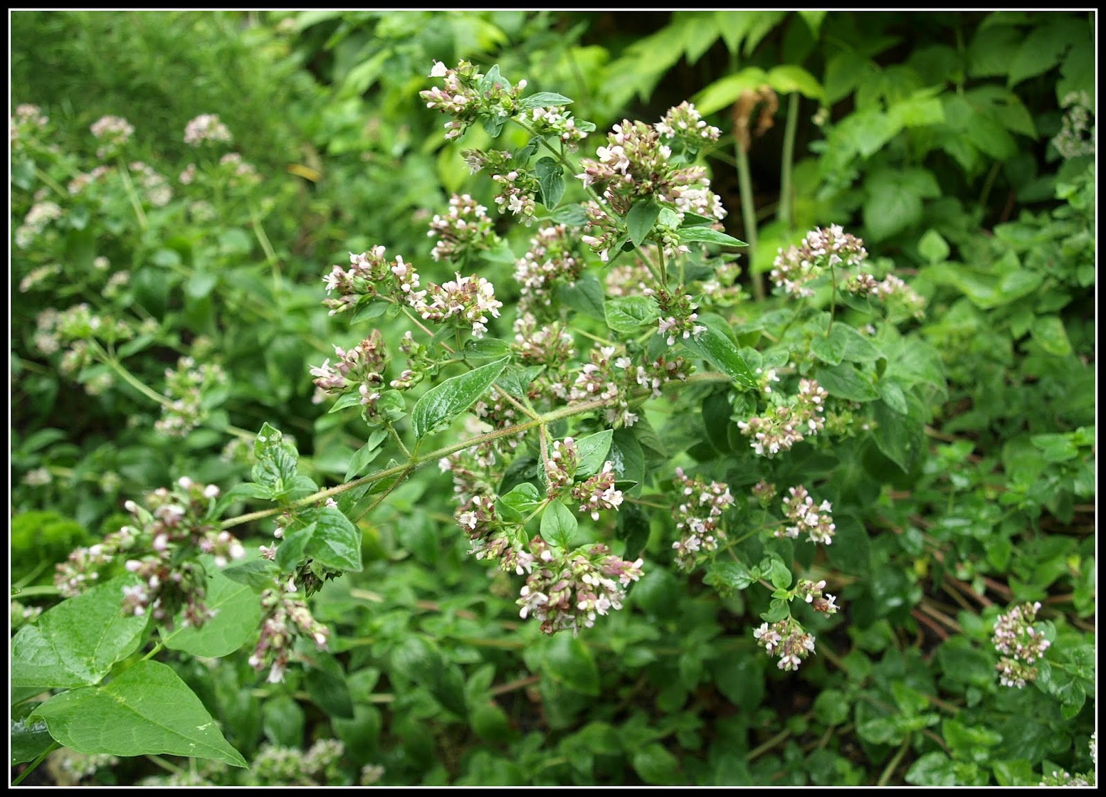 Mark's Veg Plot Greek Oregano
