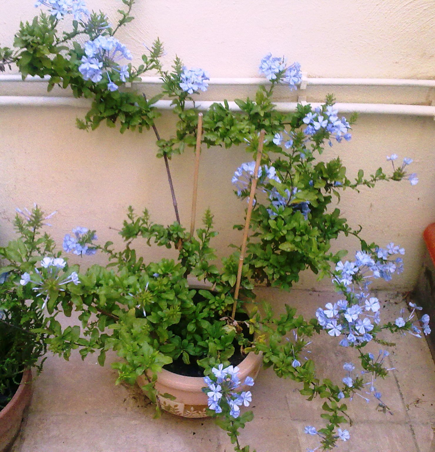 Plumbago A Plant's Life Cycle in Pictures Green Patches