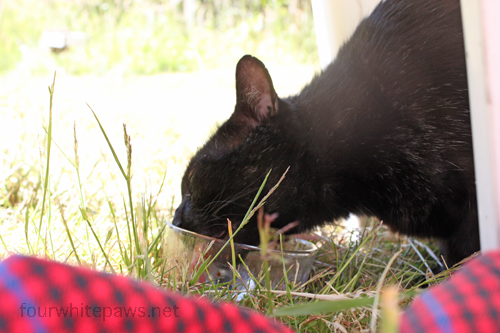 Cat Collapses Andthen Can Barely Walk Cat Collapses Andthen Can Barely Walk