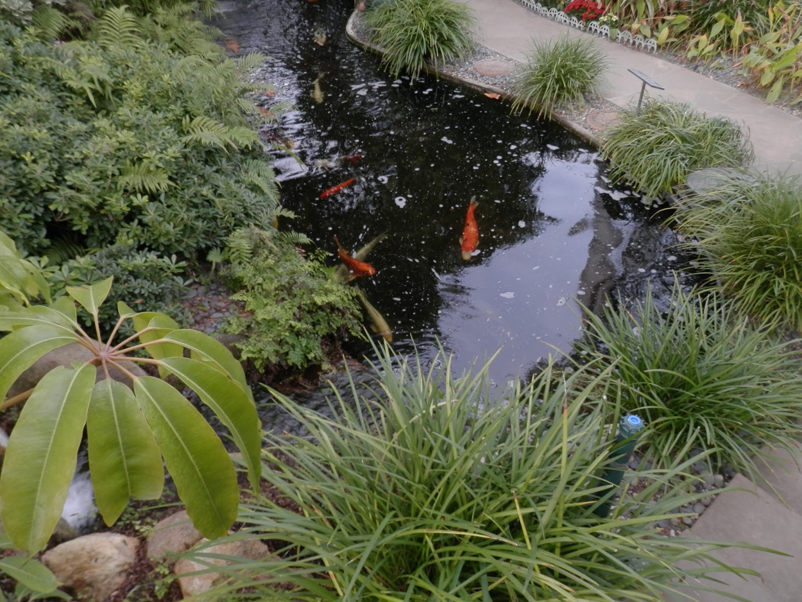 koi-pond-cleaning.jpg