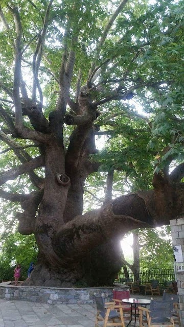 Τσαγκαράδα Πήλιο