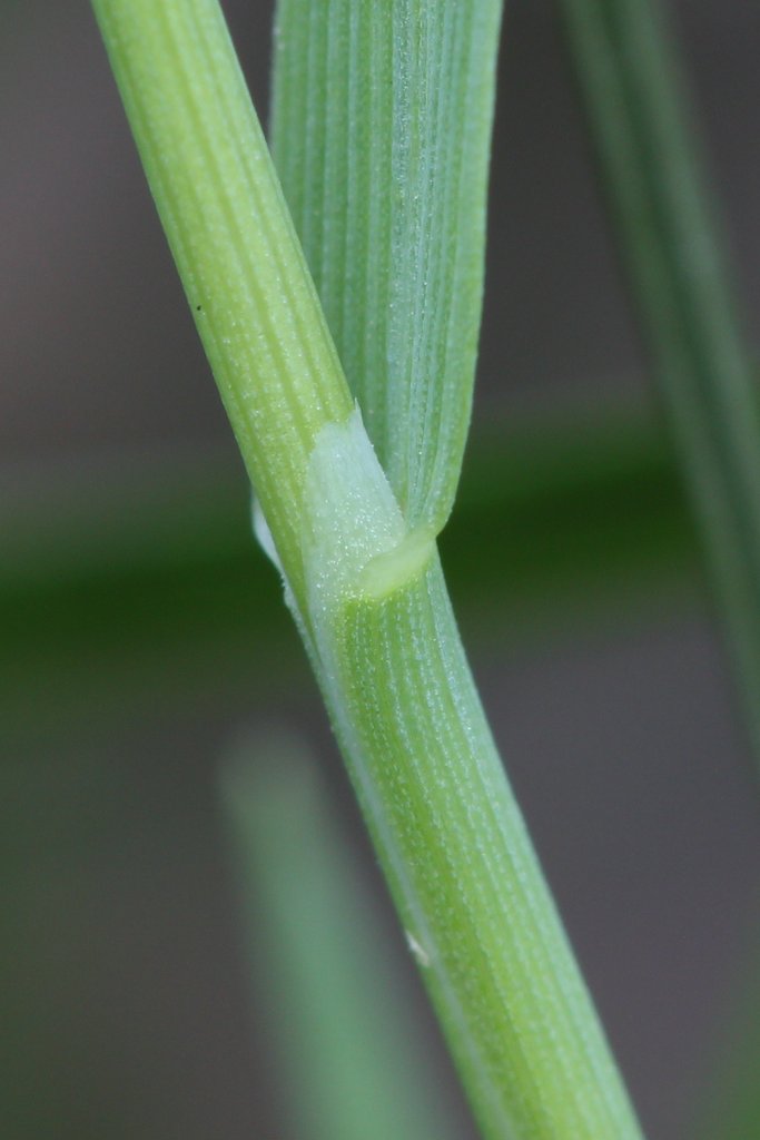 Adventures In Gardening Creeping bentgrass... confirmed?