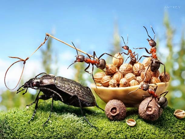 Ants Activities by Andrey Pavlov