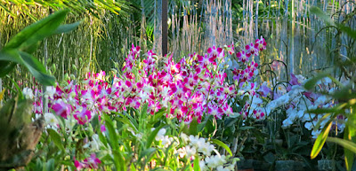 growing dendrobium growing dendrobium