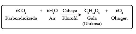 Share Everything: Pengertian Dan Proses Fotosintesis pada Tumbuhan