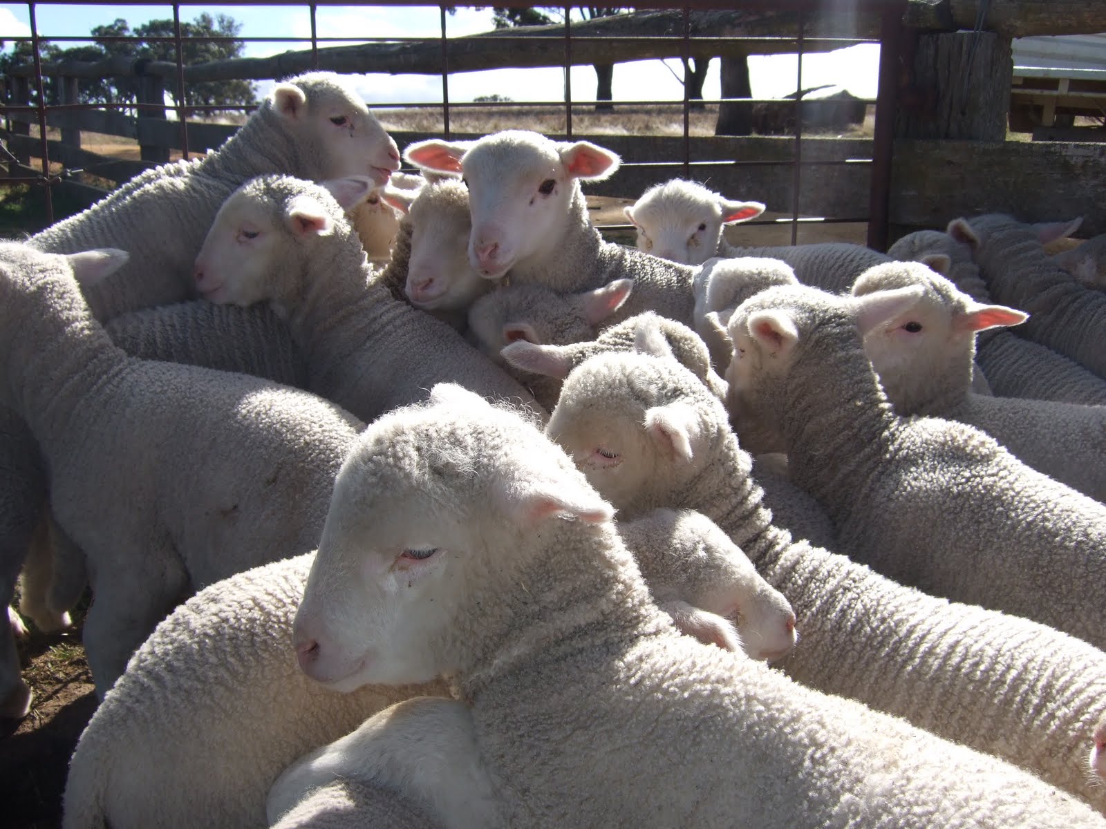 K T 's Farm Life Lamb Marking