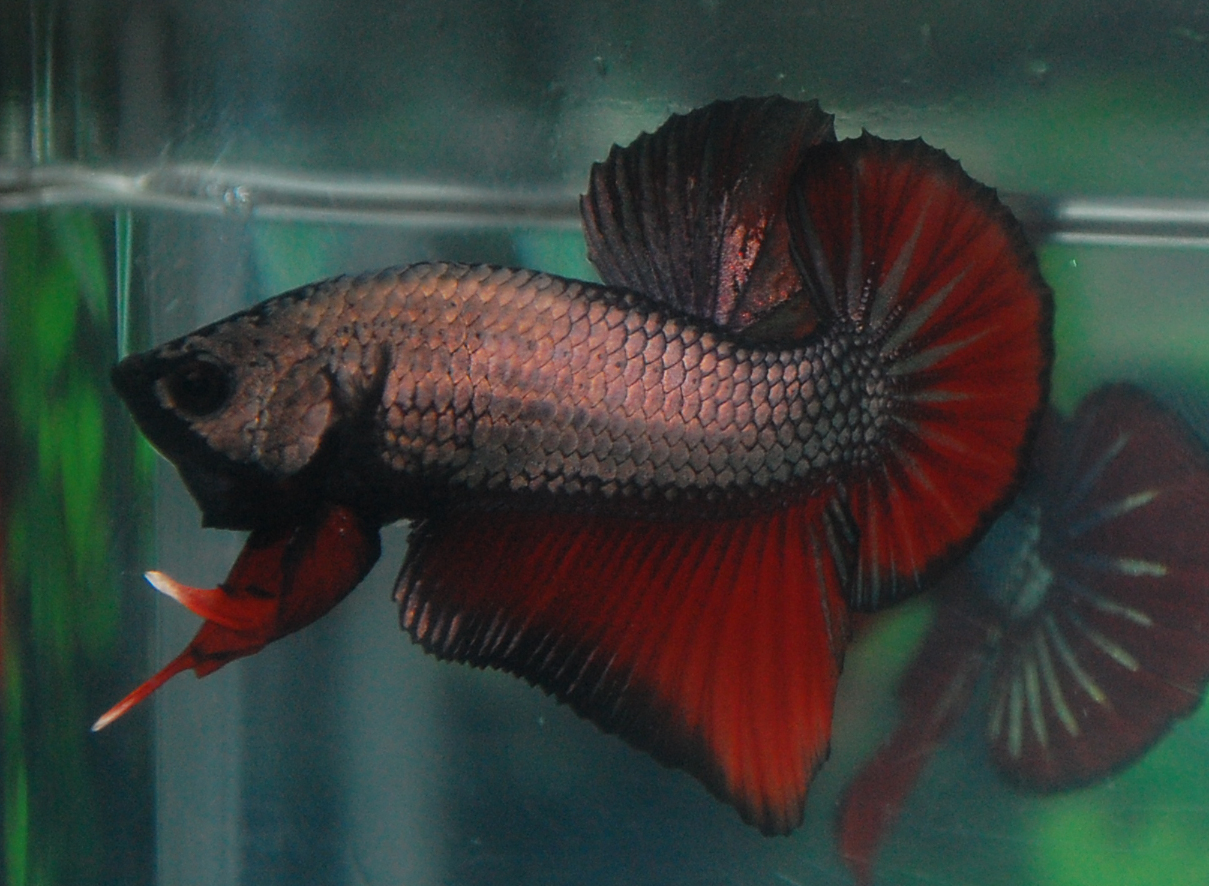 Betta Fish Afira Betta HMPK JUN 2012