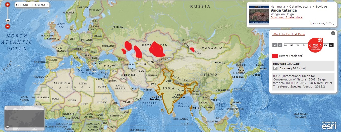 The Saiga Antelope SNSH