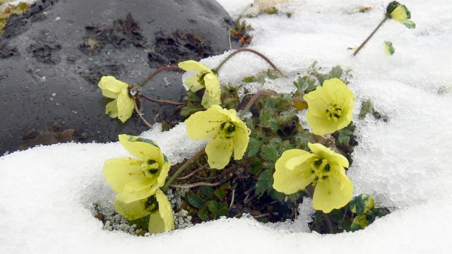 Zonas climaticas del mundo Flora+arctic-flower
