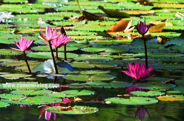 Photo Shoot : Lotus, Reflection and Full Bloom