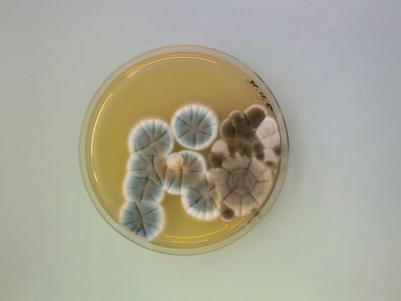 Magical Contamination de Antoine Bridier-Nahmias