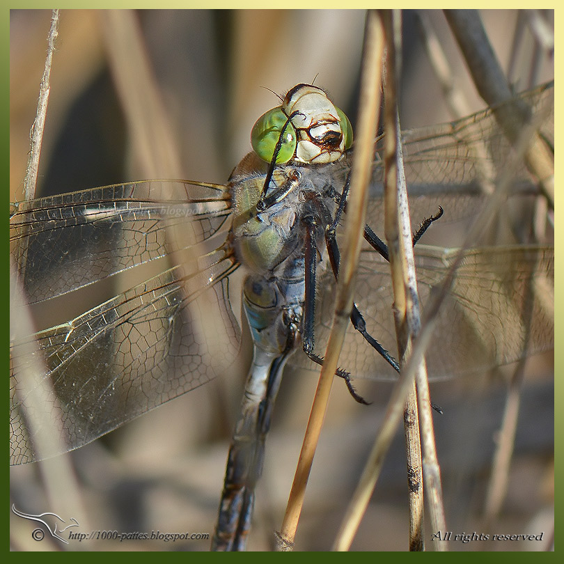 Anax parthenope - Anax napolitain
